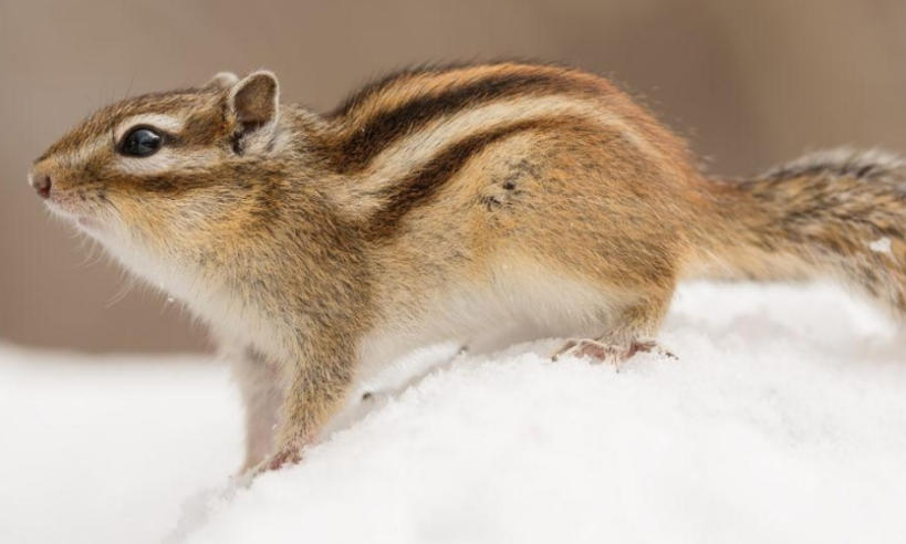 烟台花为媒鲜花有限公司轮播图2